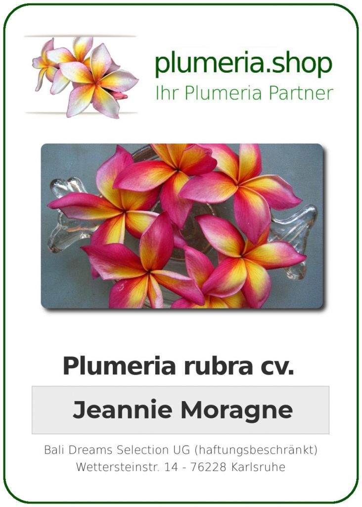 Plumeria Rubra Cv Jeannie Moragne Unbewurzelter Steckling