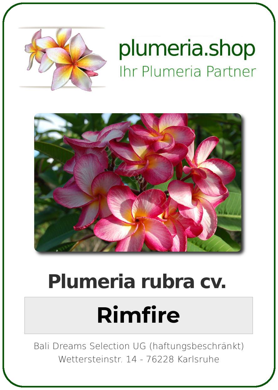 Plumeria Rubra Cv Rimfire Unbewurzelter Steckling Plumeria Shop