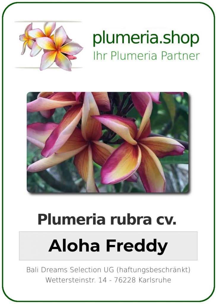 Plumeria Rubra Aloha Freddy Wurzelnackt Plumeria Shop Ihr