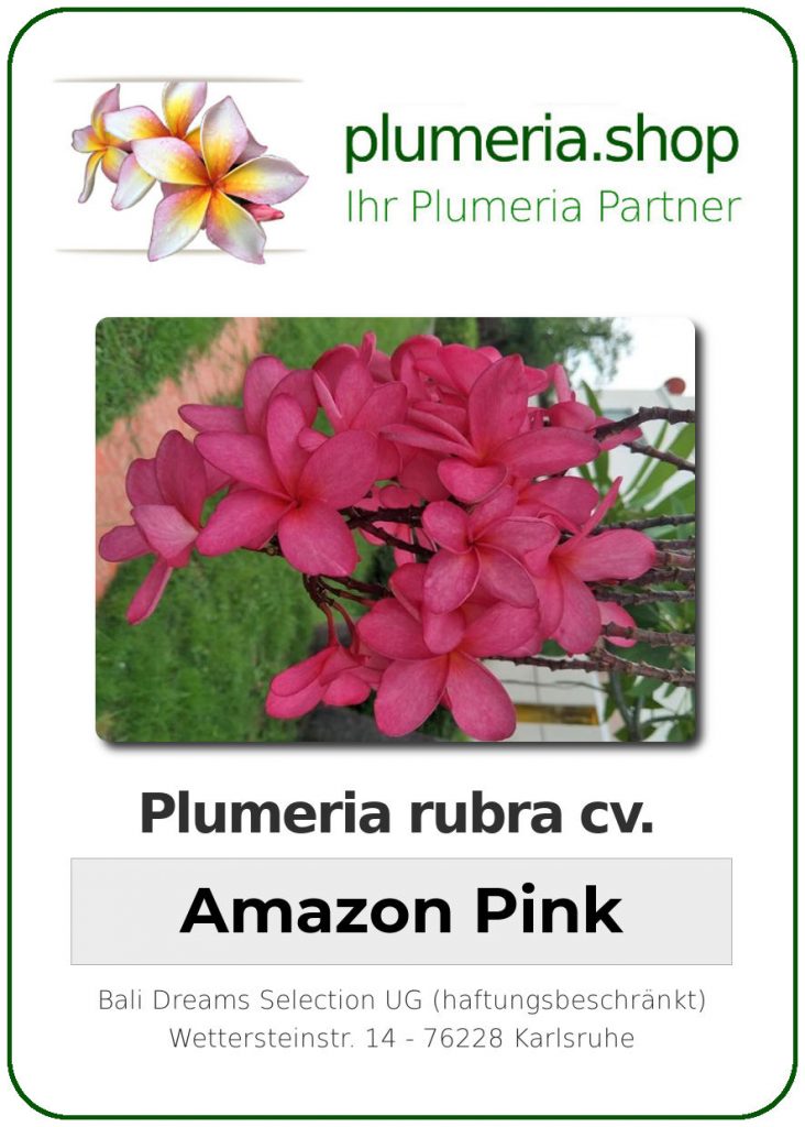 Plumeria Rubra Amazon Pink Wurzelnackt Plumeria Shop Ihr