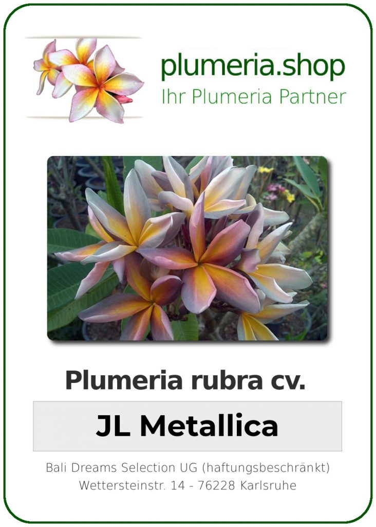 Plumeria Rubra Jl Metallica Plumeria Shop Ihr Partner F R