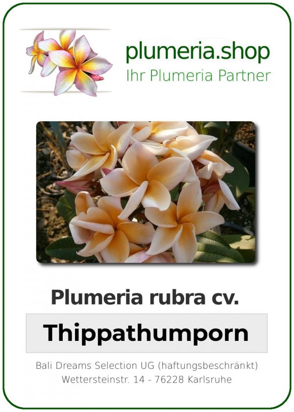 Plumeria Rubra Thippatumporn Wurzelnackt Plumeria Shop Ihr