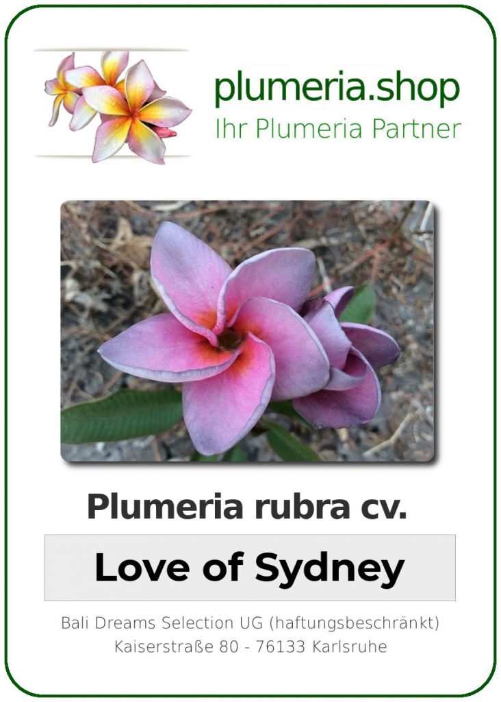 Plumeria Rubra Cv Love Of Sydney Unbewurzelter Steckling