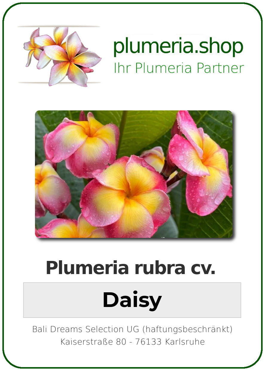 Plumeria Rubra Daisy Wurzelnackt Plumeria Shop Ihr Partner F R