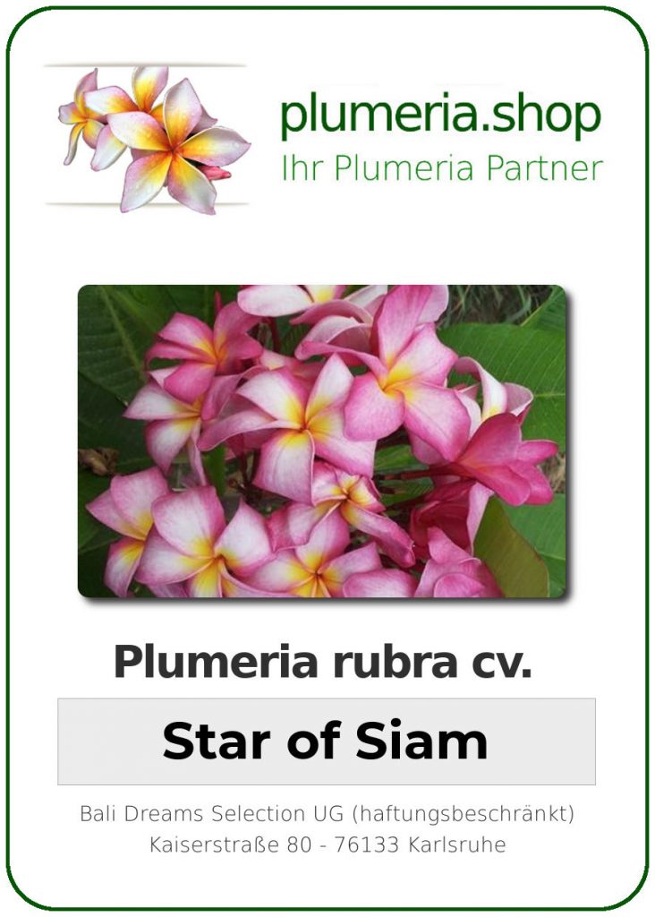 Plumeria rubra Star of Siam Plumeria Shop Ihr Partner für