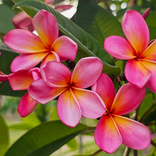 Australisches Rosa – auf Bali sehr verbreitet