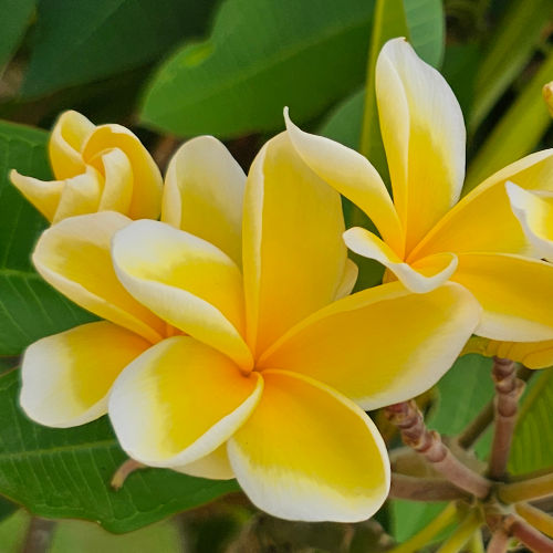 Bali Hai Gold – mit betörendem Duft