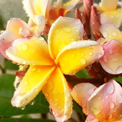 California Sunset - duftet nach frischen Pfirsischen