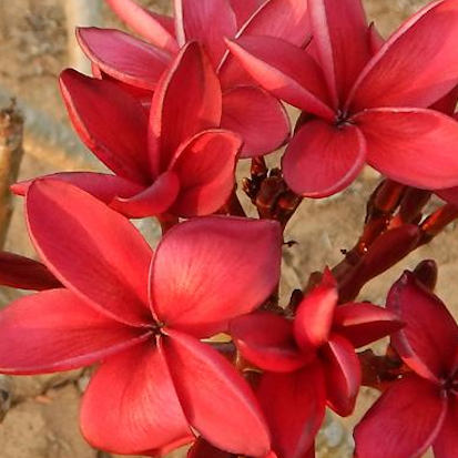 Cardinal - Blüten so rot wie Blut