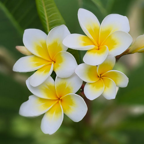 Celadine – eine der bekanntesten Plumeria-Sorten