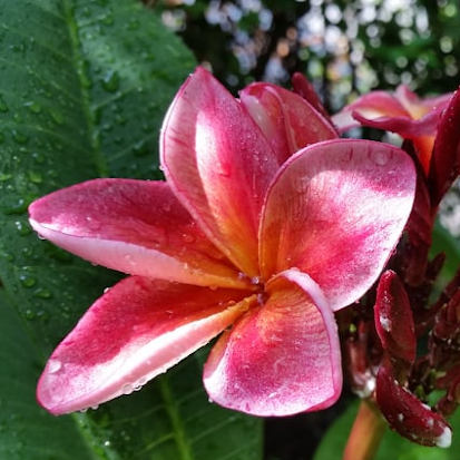 Dulcemia - große Blüten mit herrlichem Duft.