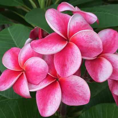 Elsie - die Blüten erinnern an Süßigkeiten.