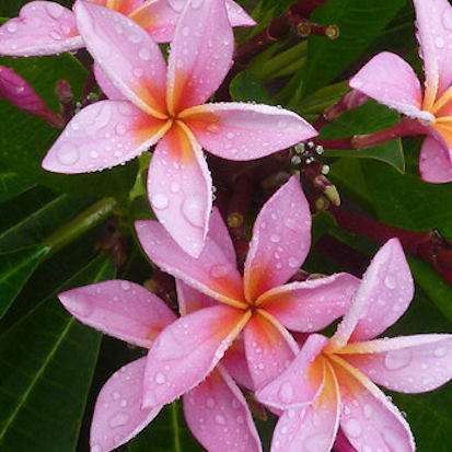 Gemini - zarte, filigrane rosa Blüten