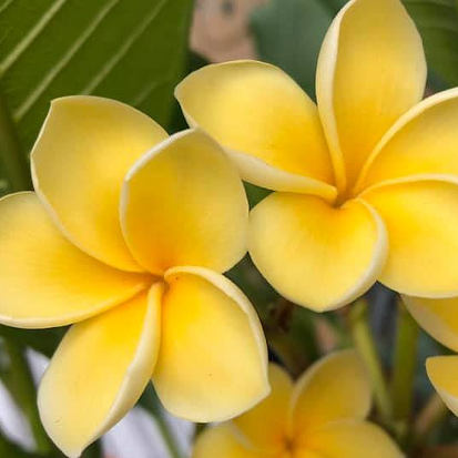 Inca Gold - goldene Blüten und ein starker Duft