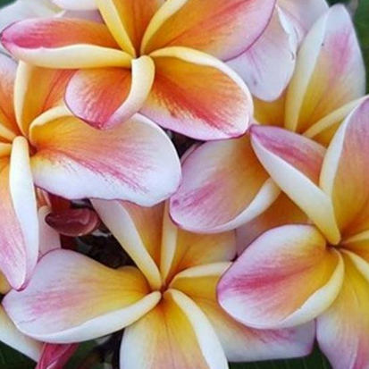 Jackie, sie sollte in keiner Sammlung fehlen