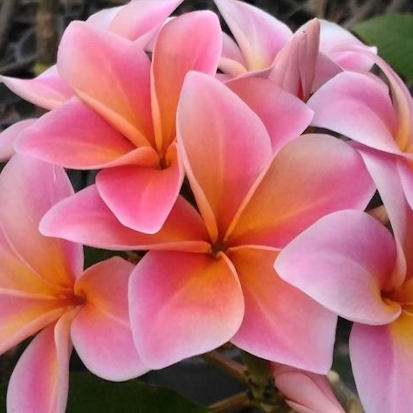 Mardi Gras - eine der schönsten mehrfarbigen Plumerias