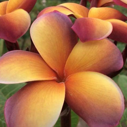 Musk Rainbow - eine nahezu braune Plumeria