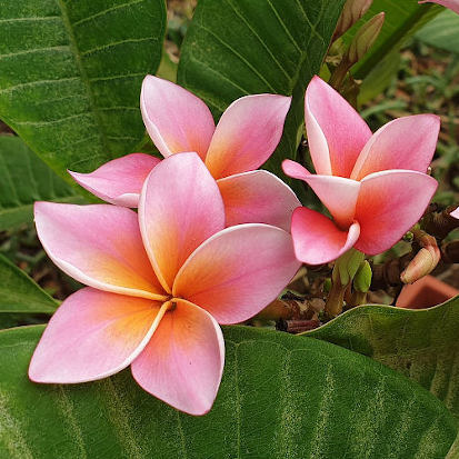 Mystique - edel und ein guter Blüher