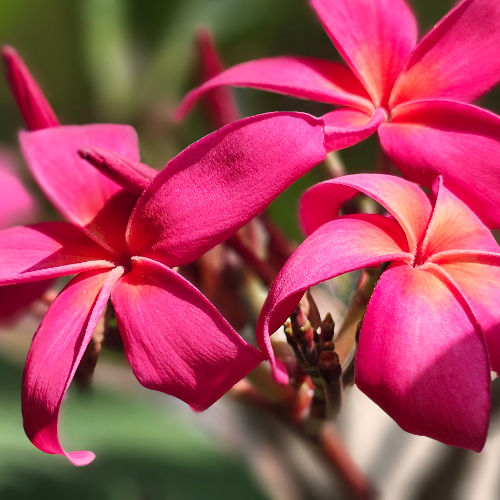 Plumeria rubra – dazu gehören alle nicht immergrünen, farbenfrohen Plumeria-Arten.