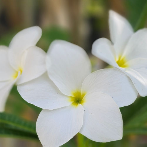 Plumeria pudica – eine immergrüne Plumeria-Art mit weißen Blüten