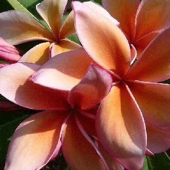 Queen Amber - die goldbraune Schönheit