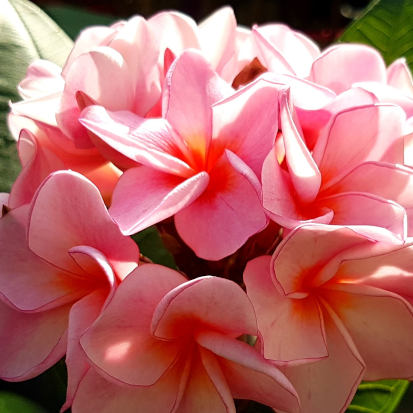 Rhapsody, ein zuverlässiger Blüher