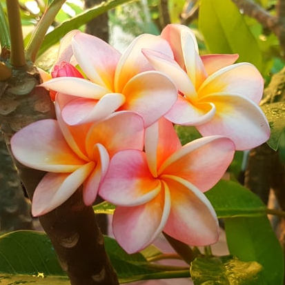 Divine, eine der beliebtesten Plumeria Sorten