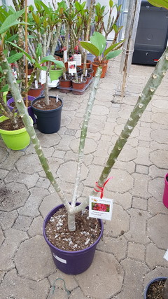 Bild von Pflanze oder Steckling