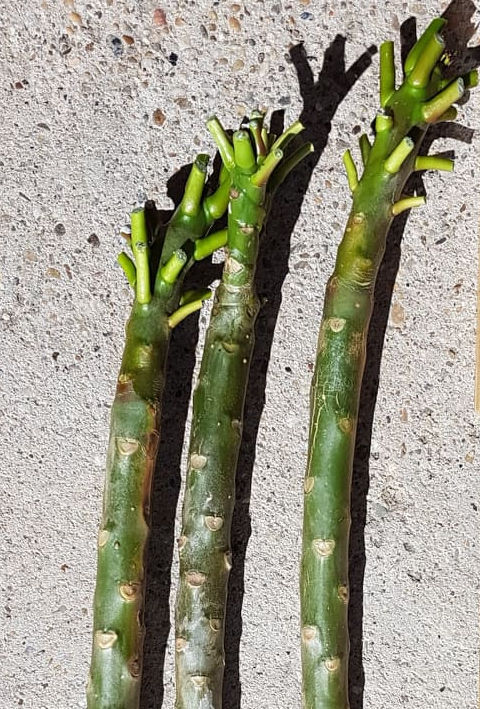 Boutures de Plumeria