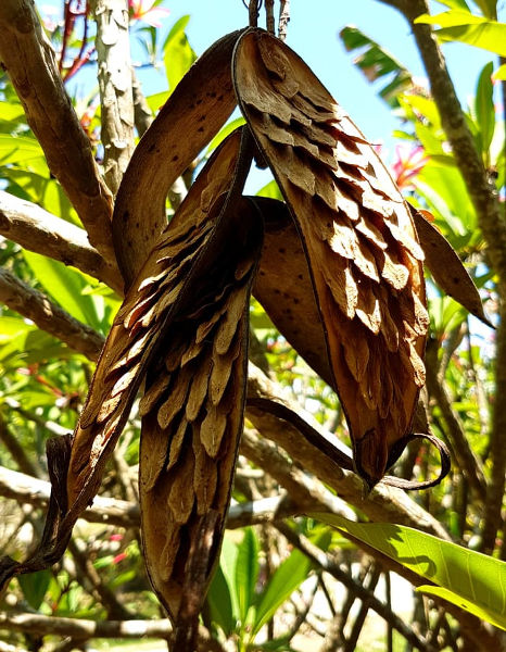 Frangipani Seeds