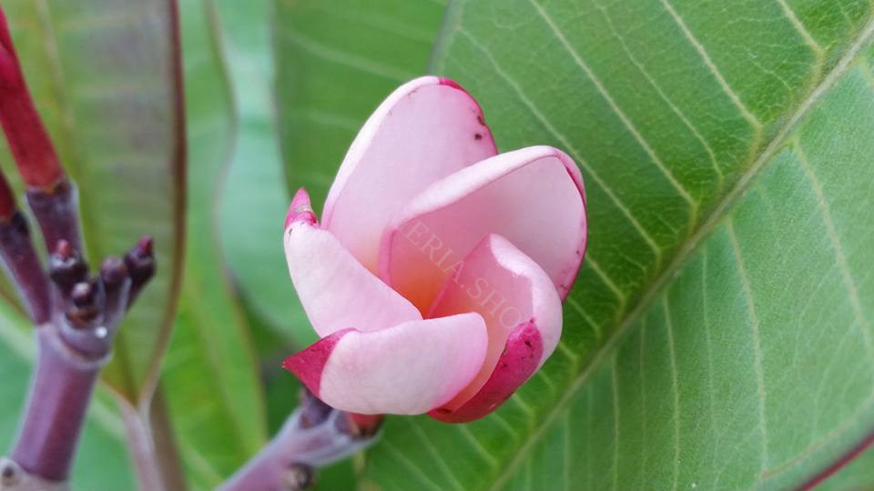 Plumeria rubra "Strawberry Cream" Steckling