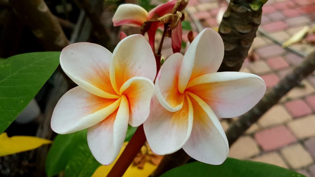 Plumeria rubra "Divine"