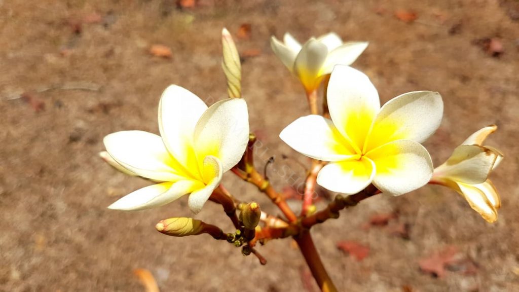 Plumeria rubra "Celadine" (Bali)