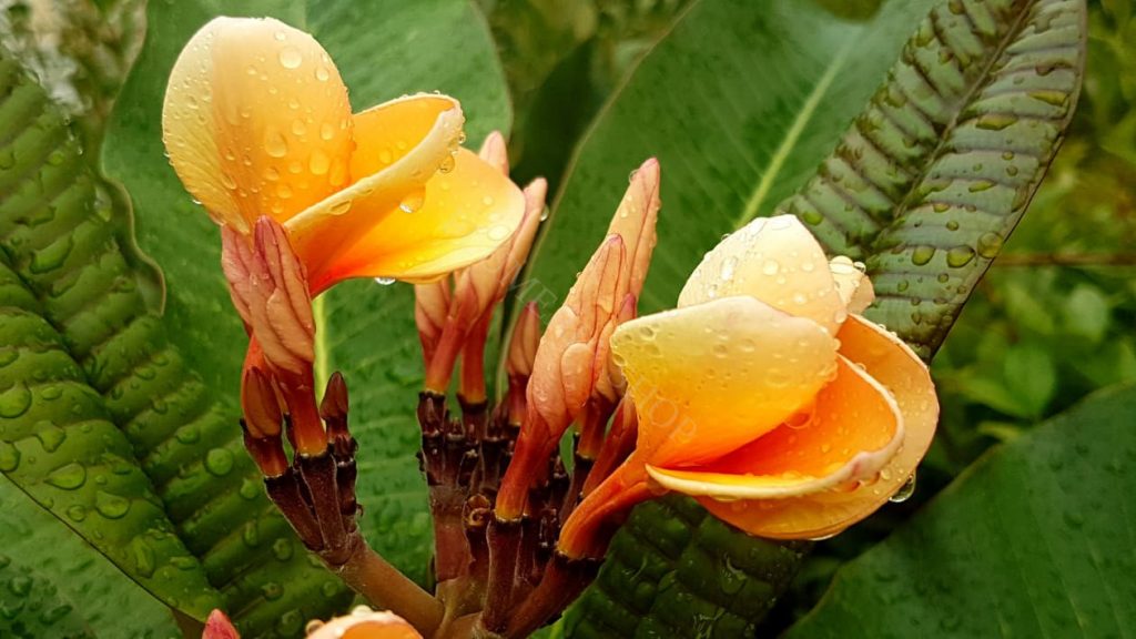 Plumeria rubra "Miss Éva"