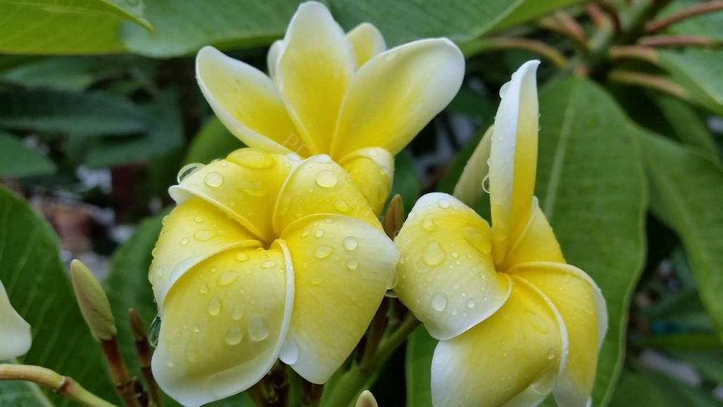 Plumeria rubra "Lemon Pie" Steckling