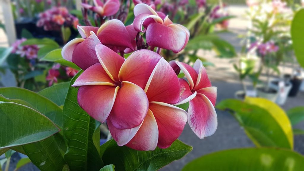 Plumeria rubra "Gina" - 26cm Topf