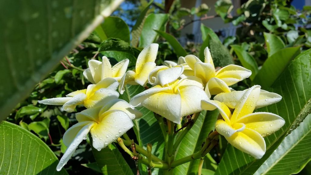 Plumeria rubra "Fat Lilly" Steckling