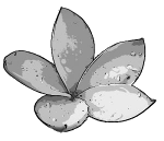 Frangipani flower (grey)