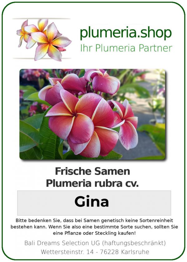 Plumeria rubra "Gina"