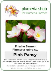 Plumeria rubra "Pink Pansy"