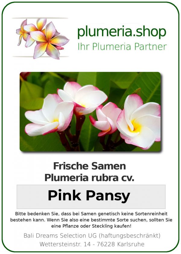 Plumeria rubra &quot;Pink Pansy&quot; (Pensée rose)