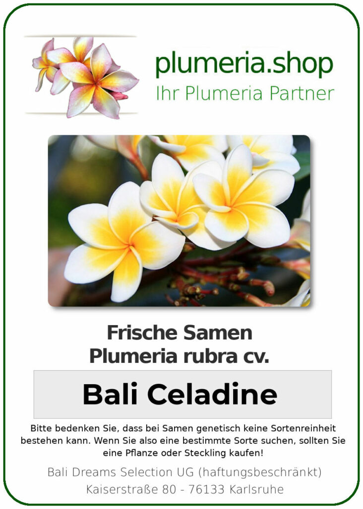 Plumeria rubra "Celadine" (Bali)