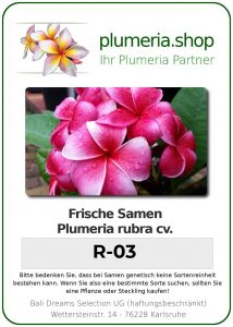 Plumeria rubra "R-03"