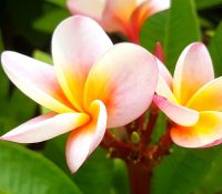 Plumeria rubra "Divine"