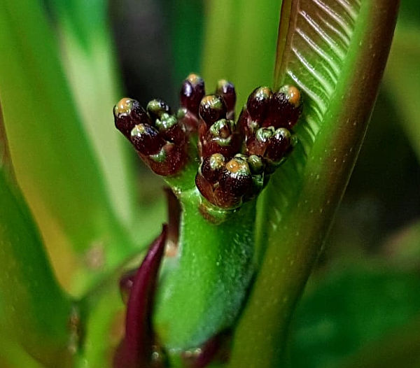 Frangipani Knospe