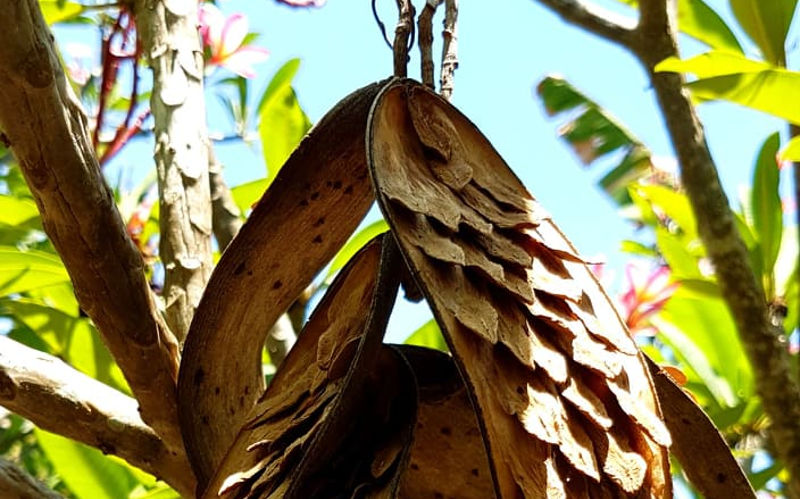 Frangipani Seeds