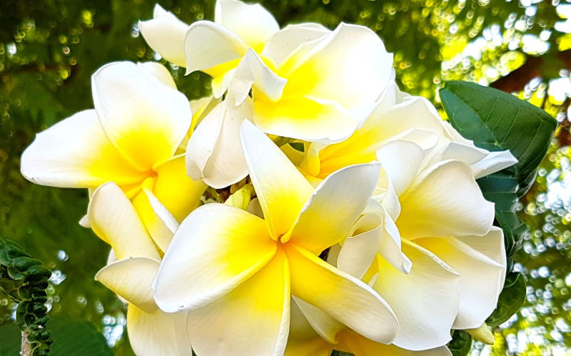 Frangipane jaune/blanche, hybride céladon