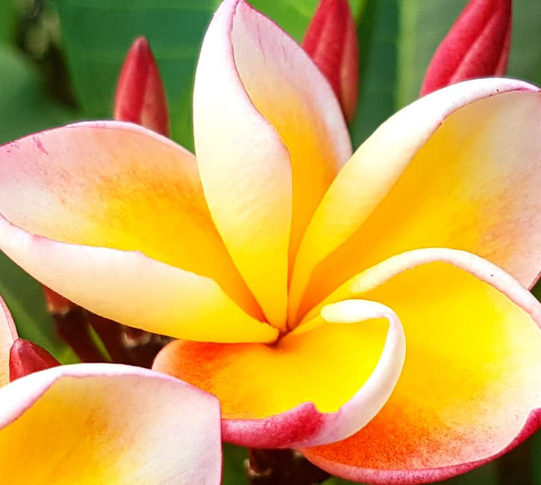 Fleur de frangipanier - Plumeria Shop - Votre partenaire pour des plantes  et accessoires de qualité