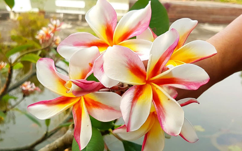 Shop Home - Plumeria Shop - Your Partner For Quality Plants And Accessories