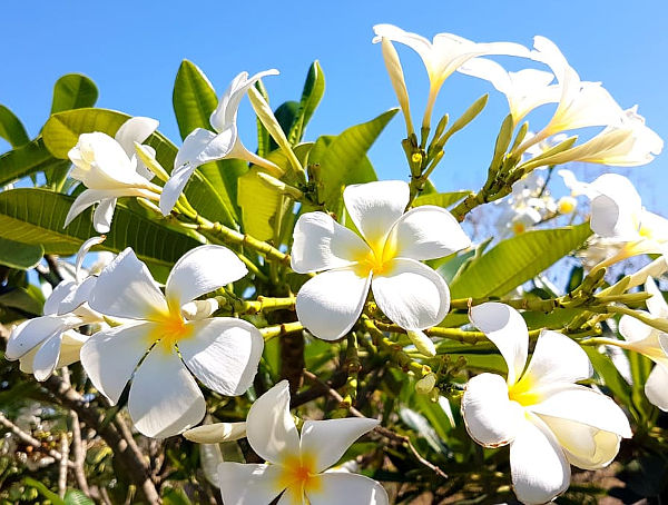 Plumeria obtusa “Singapore White”